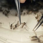 Governo declara fim de emergência nacional pelo vírus Zika