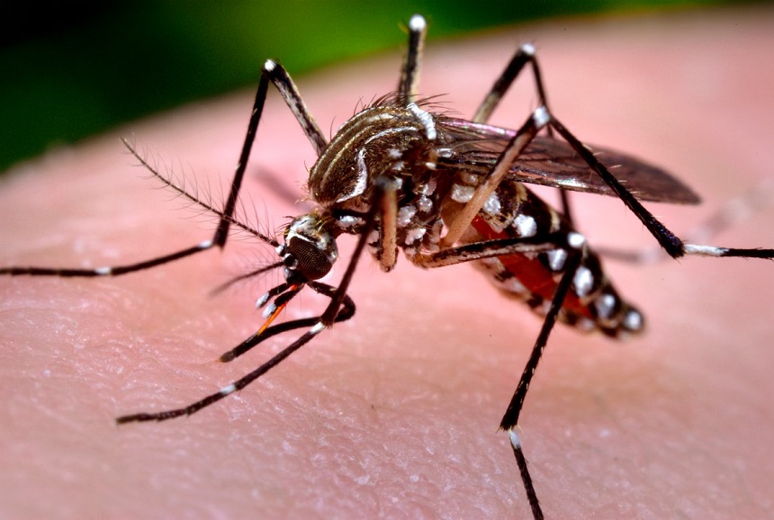 Semana de combate ao Aedes aegypti mobiliza 210 mil instituições